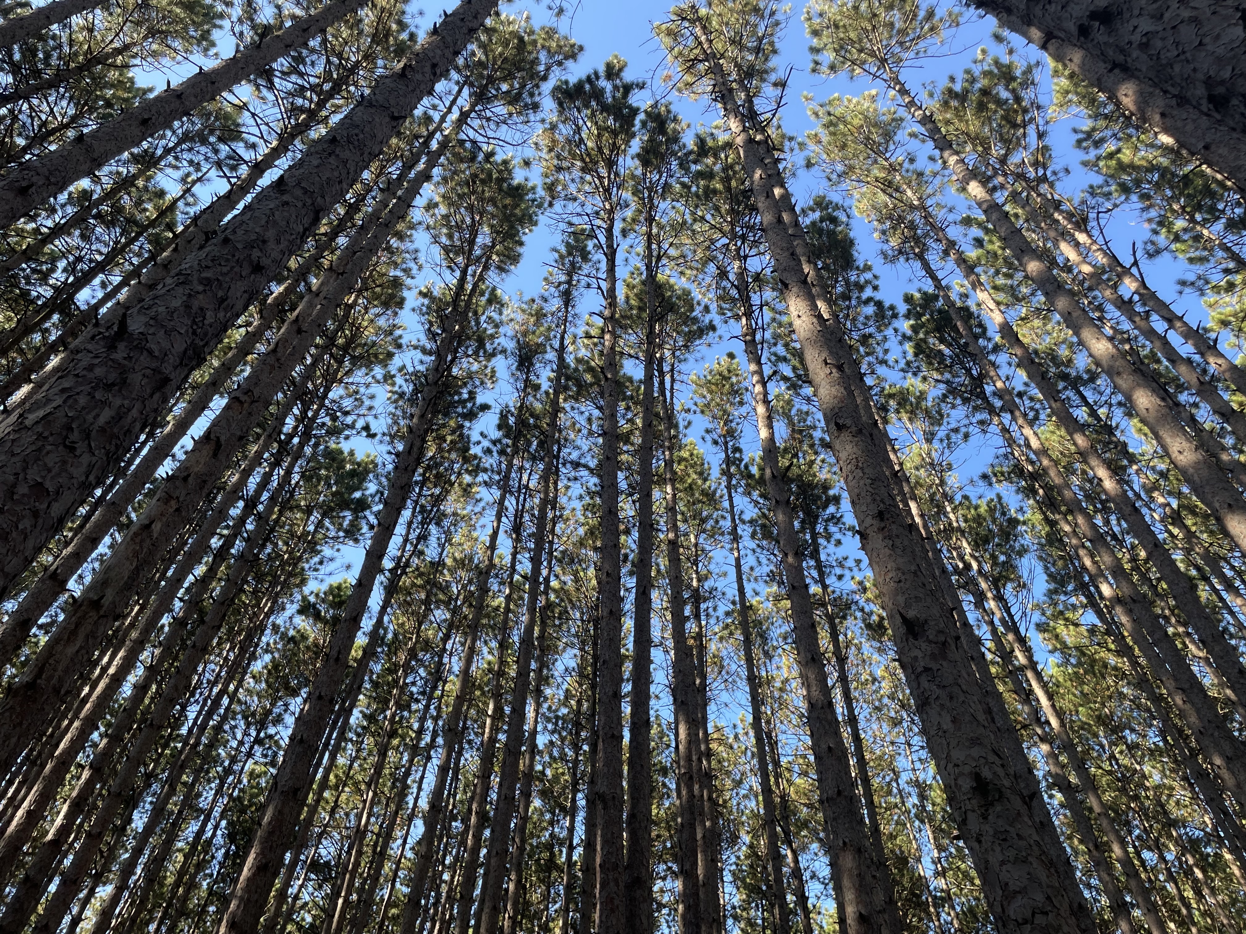 View up in a pine forest